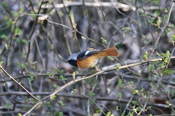 Daurian Redstart Asaba Biotope Sat, 2/27/2021