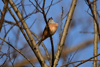 Meadow Bunting Asaba Biotope Sat, 2/27/2021