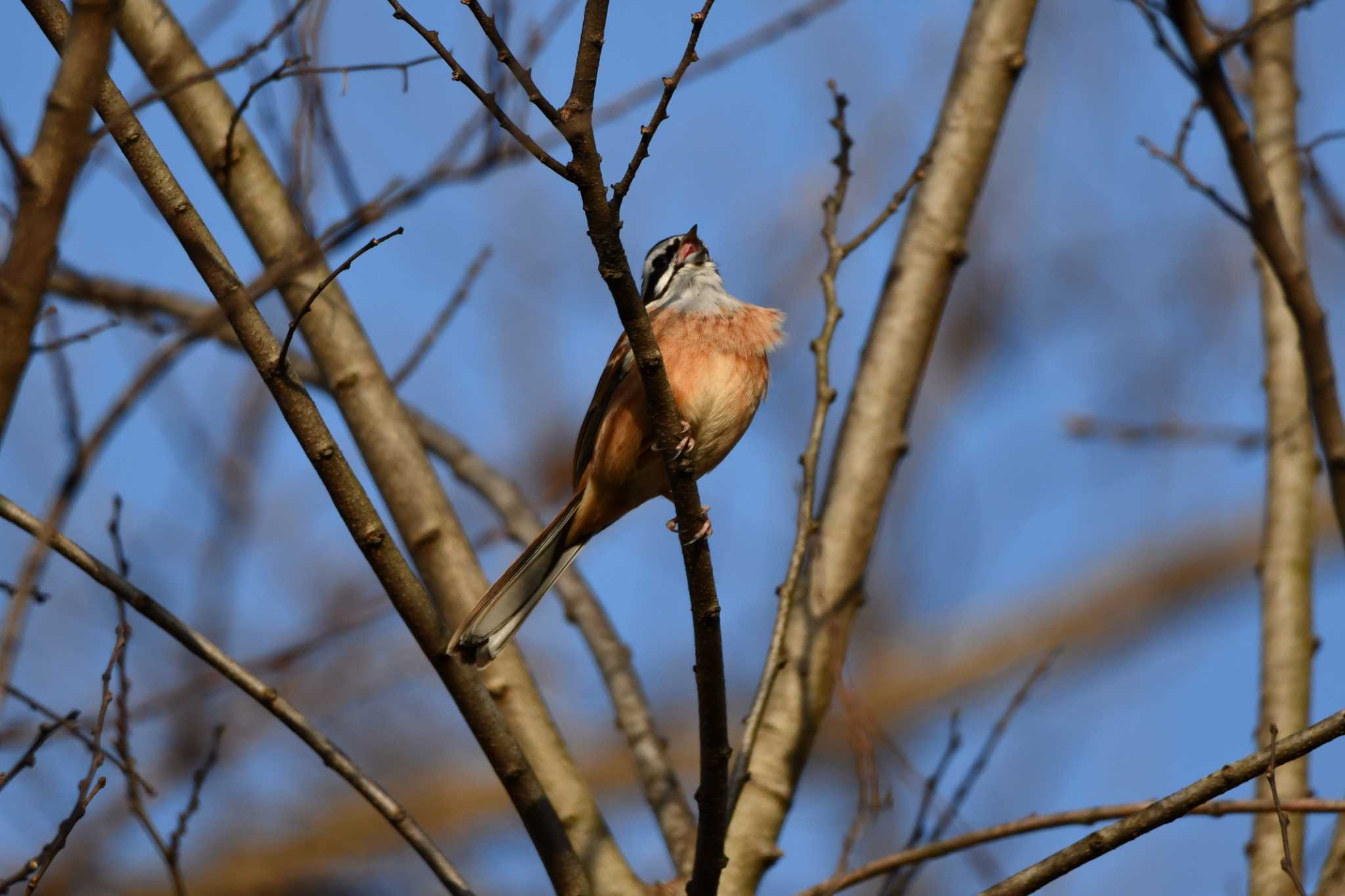 Meadow Bunting