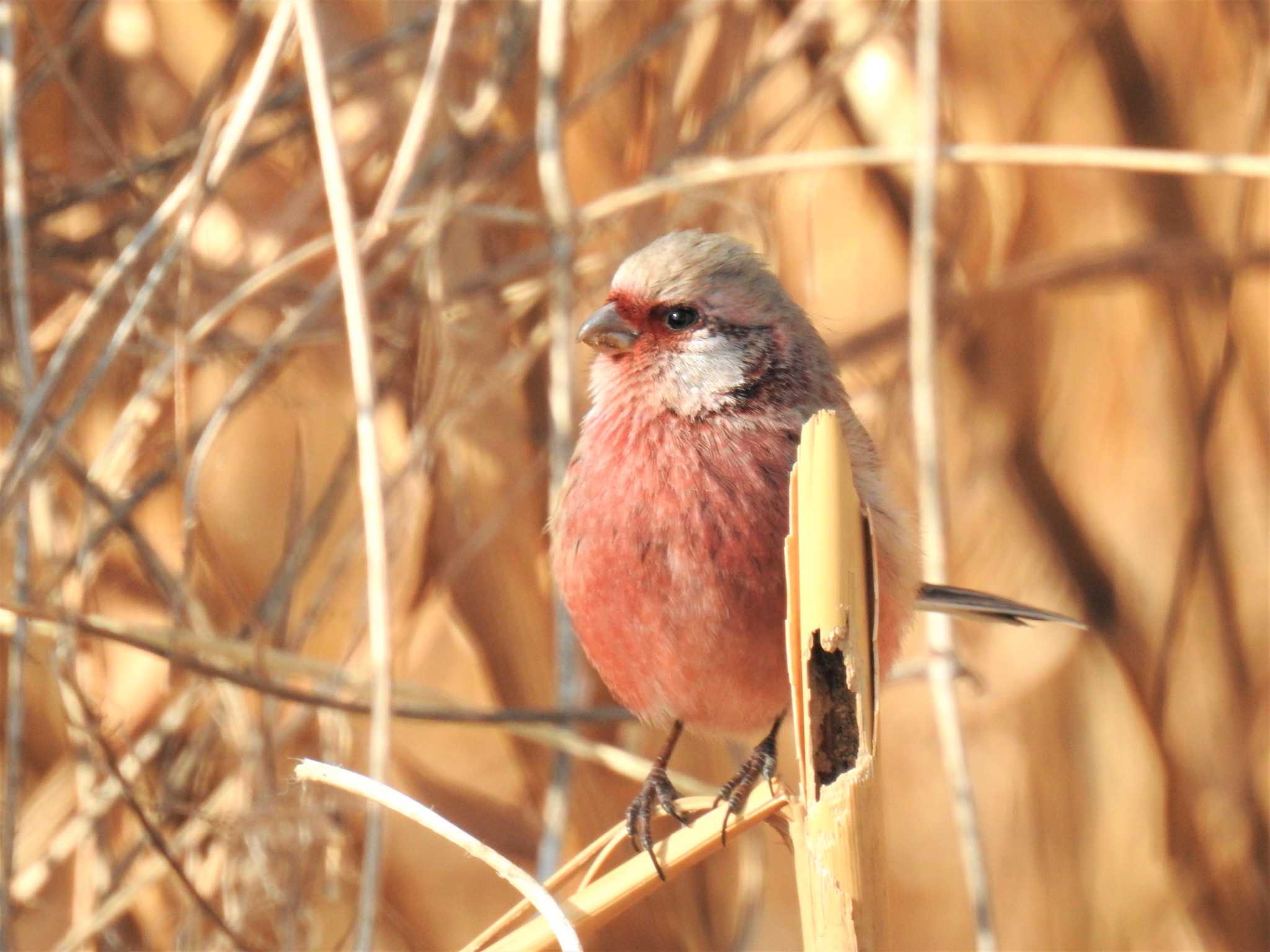 Siberian Long-tailed Rosefinch