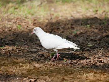 カワラバト 日比谷公園 2019年5月16日(木)