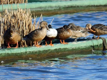 ハシビロガモ 佐鳴湖 2020年2月2日(日)