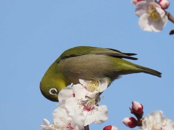 2021年2月27日(土) 山崎川の野鳥観察記録