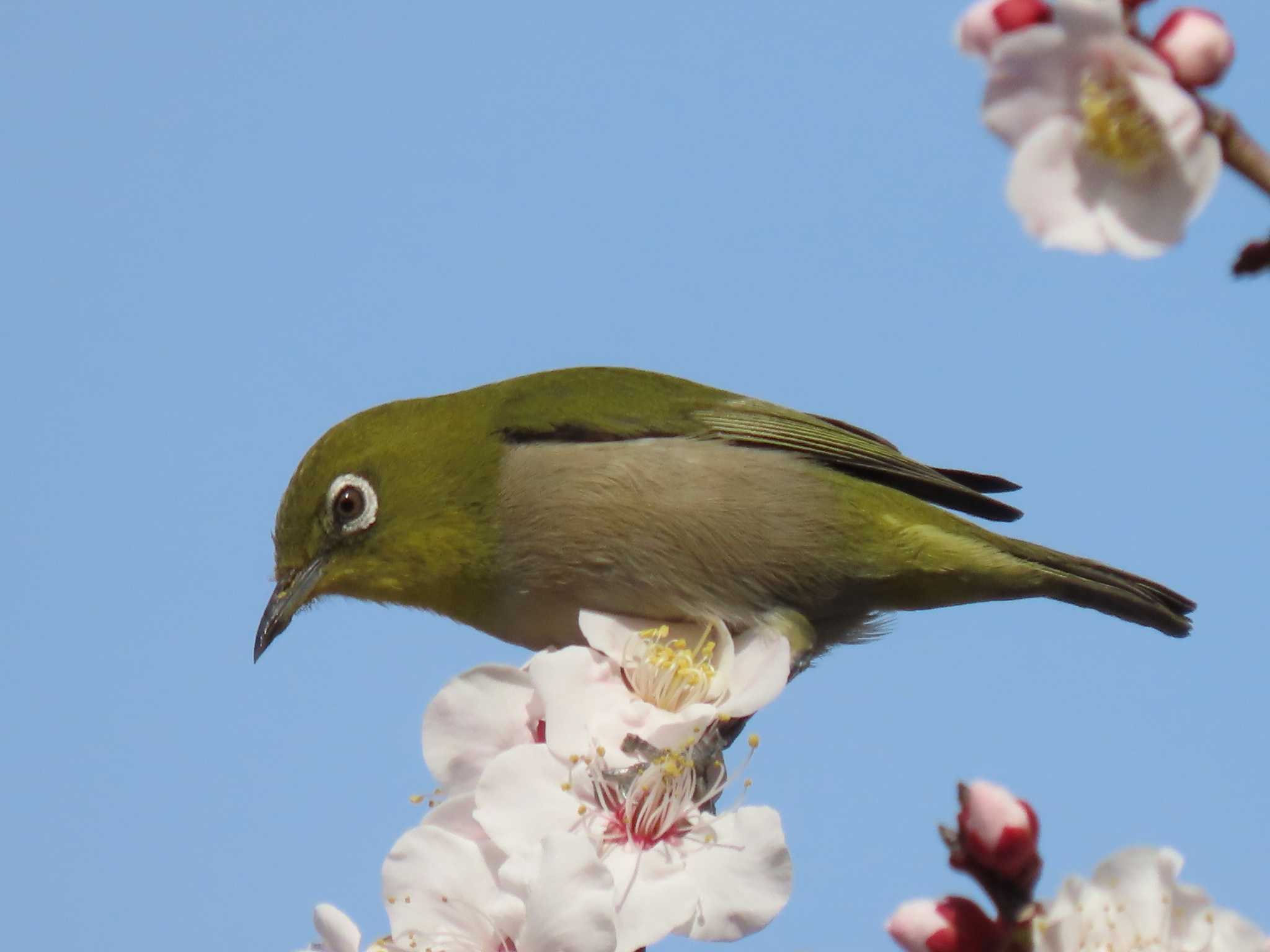 Warbling White-eye