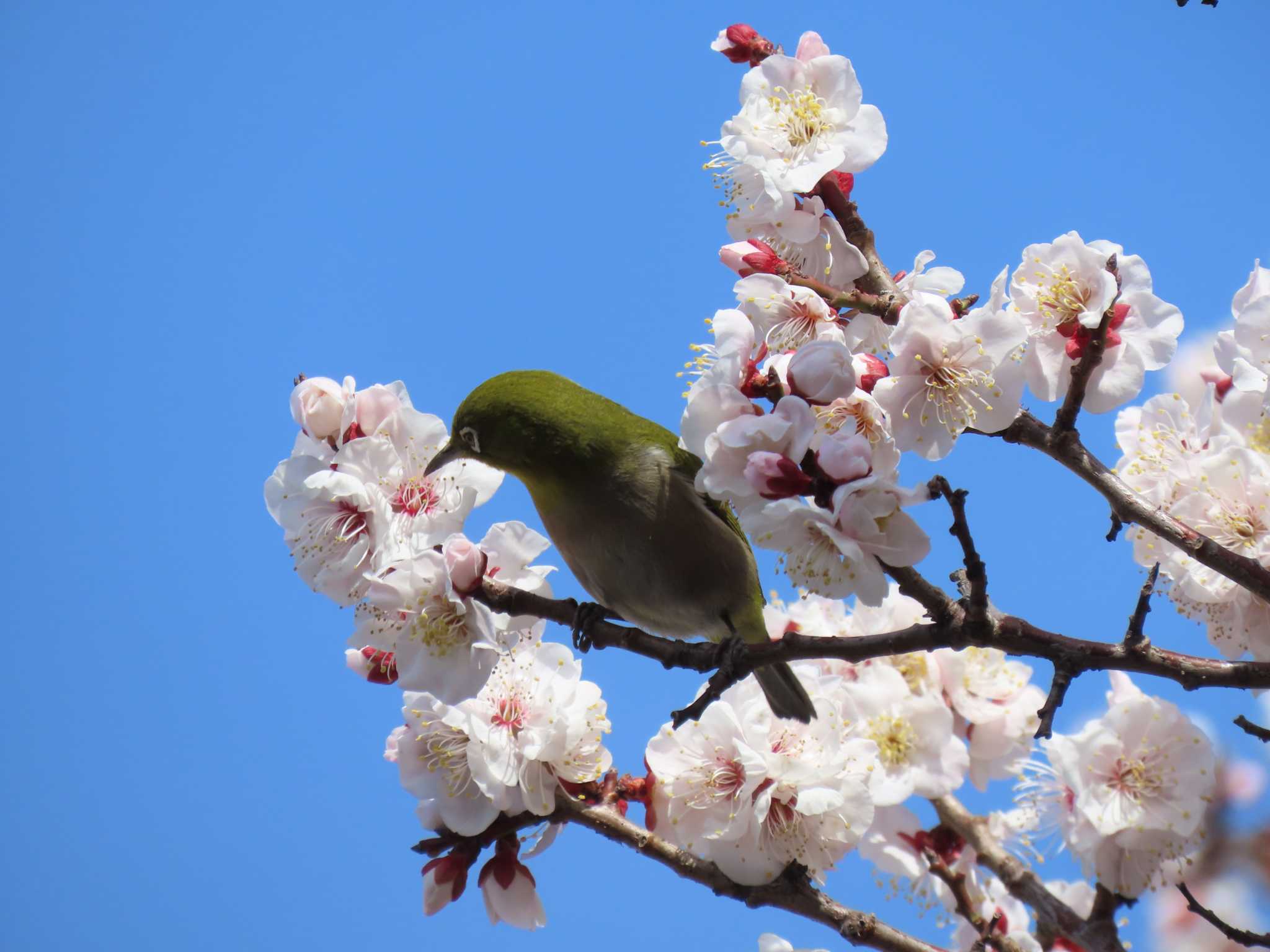 Warbling White-eye