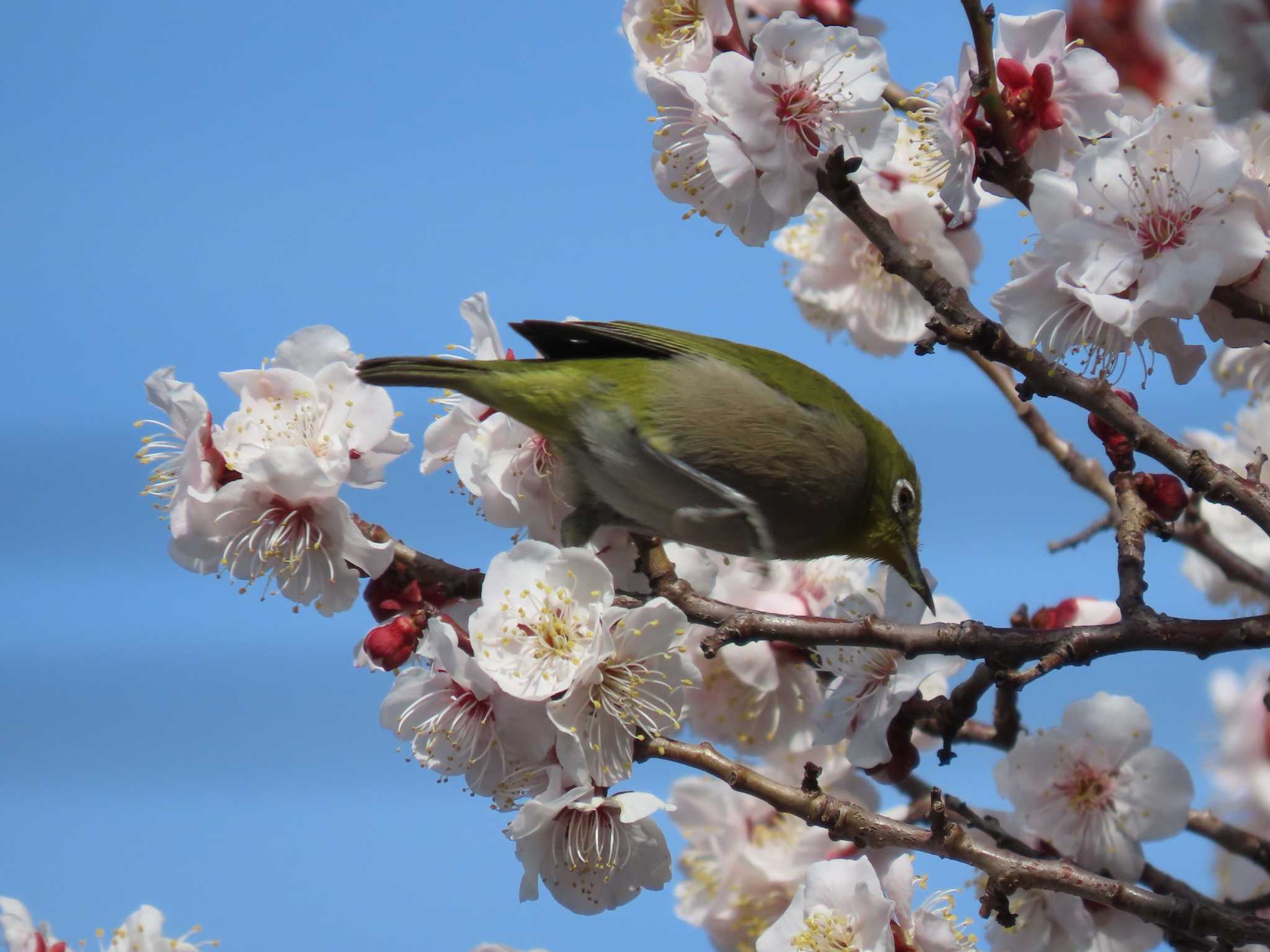 Warbling White-eye