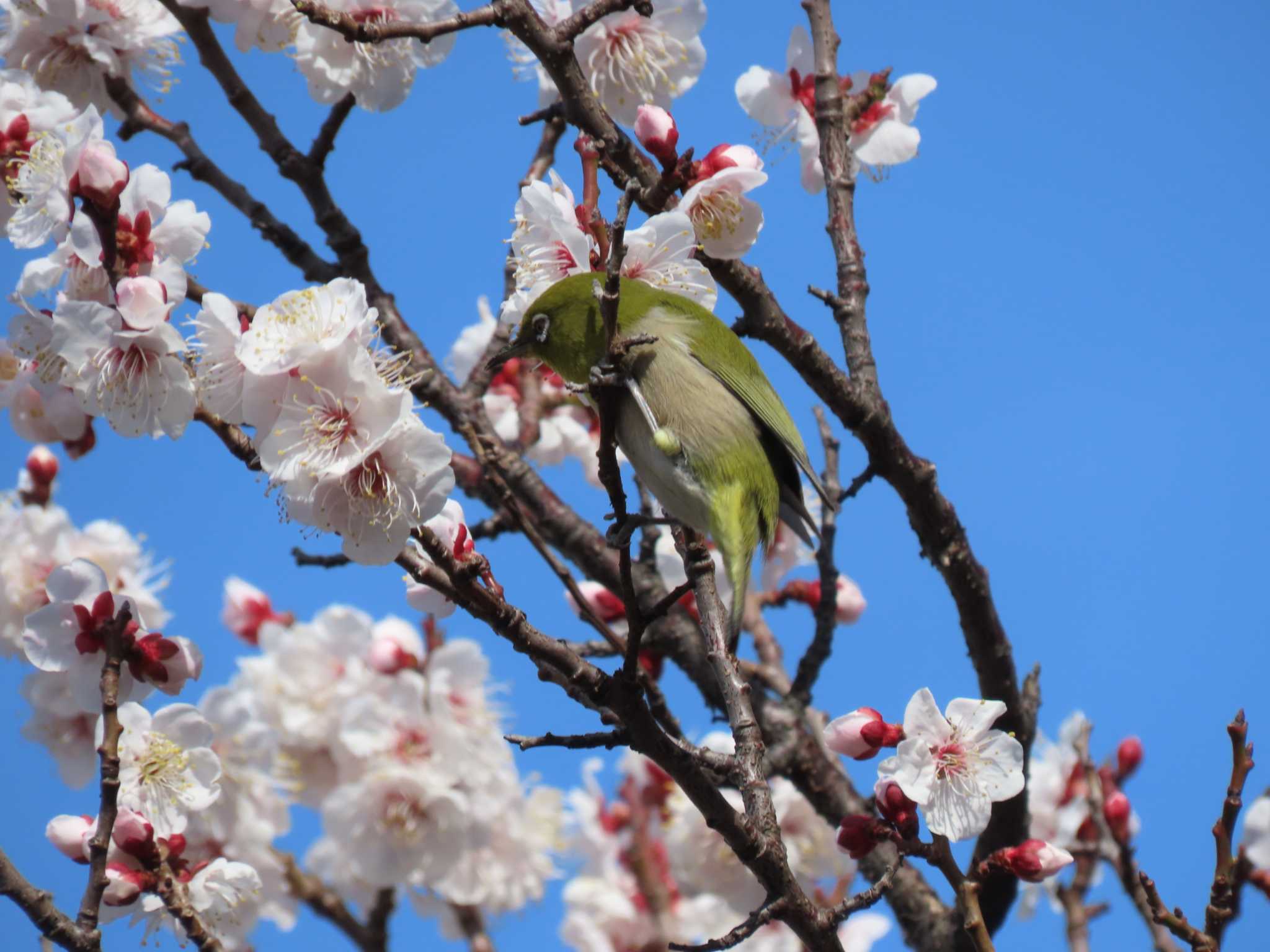 Warbling White-eye