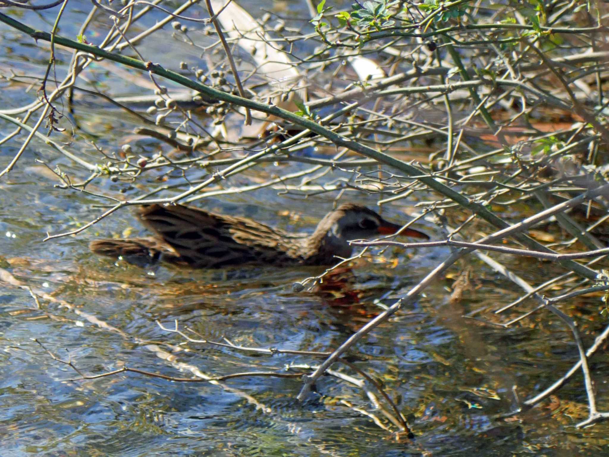 佐鳴湖 クイナの写真 by Chacoder