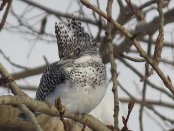 Crested Kingfisher Unknown Spots Sat, 2/27/2021