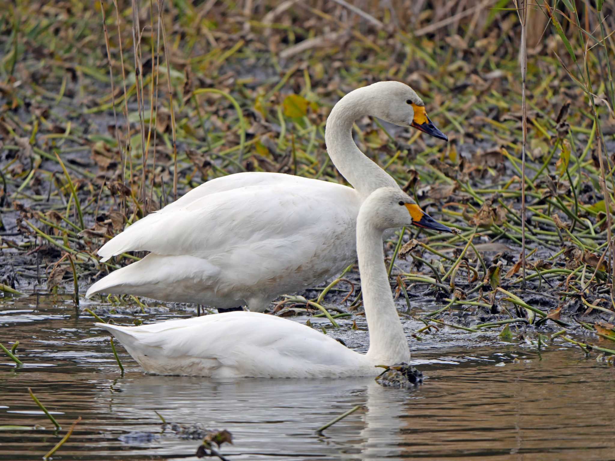 Photo of Tundra Swan at 鶴ヶ池 by Chacoder