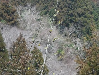 マヒワ 有田川町 2021年2月27日(土)