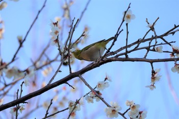 メジロ 愛知県小牧市 2021年2月27日(土)