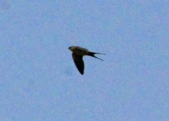 Red-rumped Swallow Unknown Spots Sat, 4/20/2019