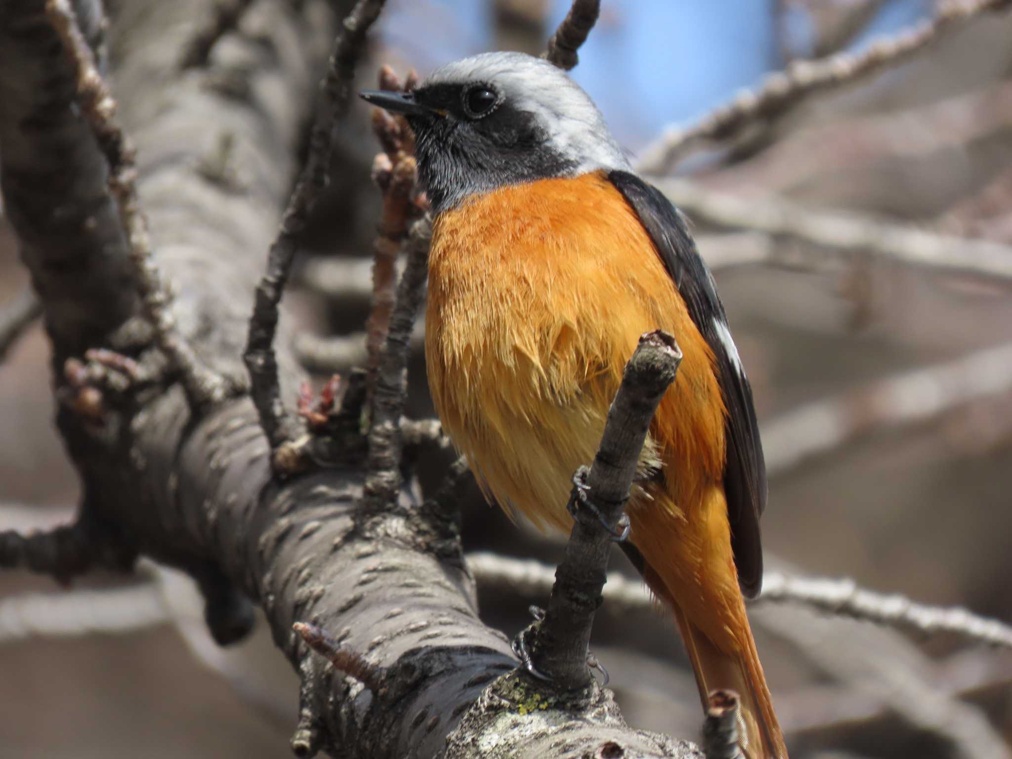 Daurian Redstart