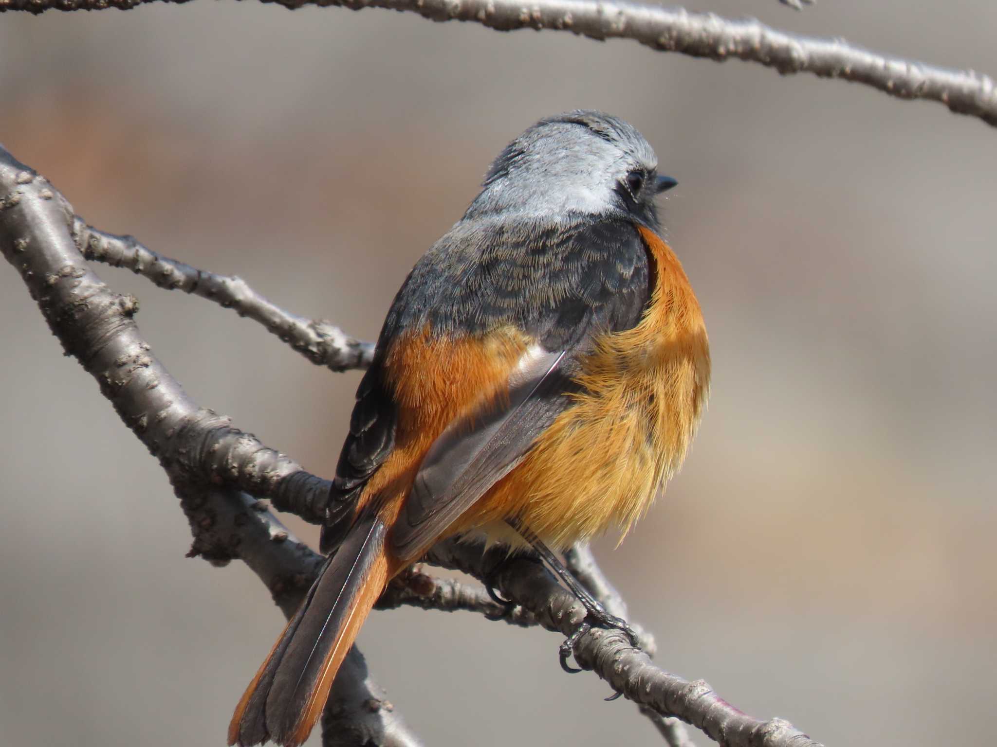 Daurian Redstart