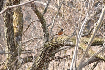 アカハラ 守谷野鳥のみち 2021年2月27日(土)