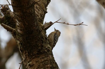 コゲラ 千葉市昭和の森公園 2017年1月21日(土)