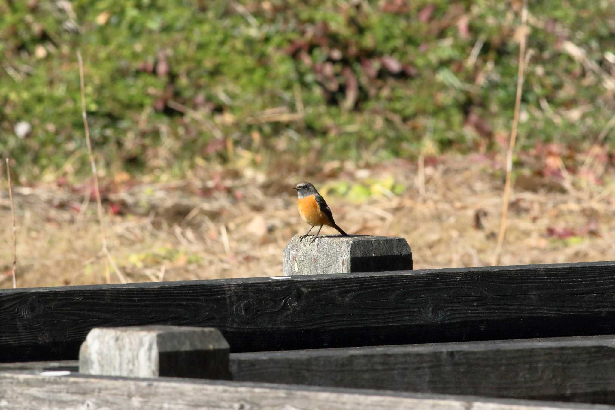 千葉市昭和の森公園 ジョウビタキの写真