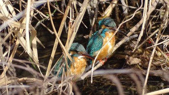 Common Kingfisher Unknown Spots Sat, 2/27/2021