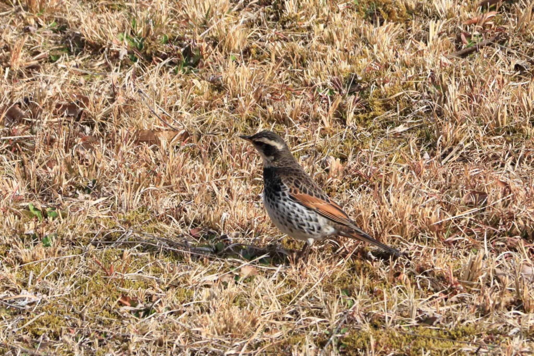 Dusky Thrush