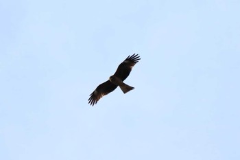 Black Kite 平谷川 Sat, 2/27/2021