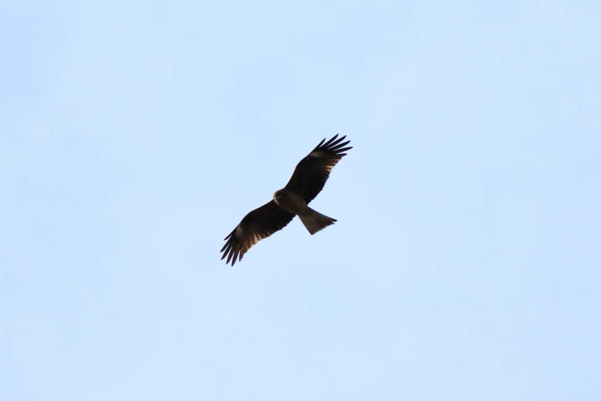 Photo of Black Kite at 平谷川 by いわな