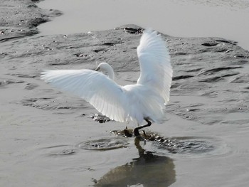 コサギ 大沼親水公園 2021年2月10日(水)