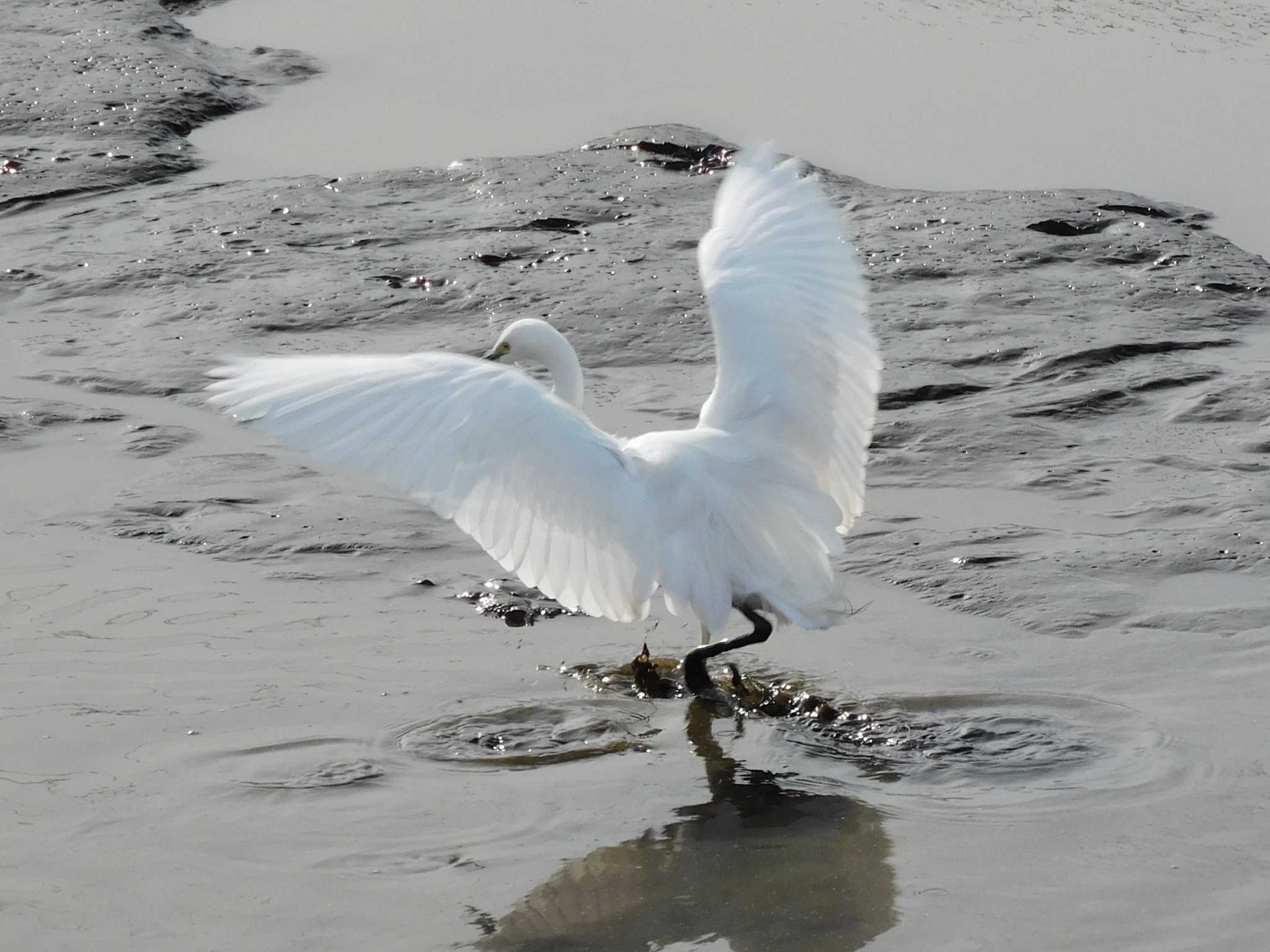 Little Egret