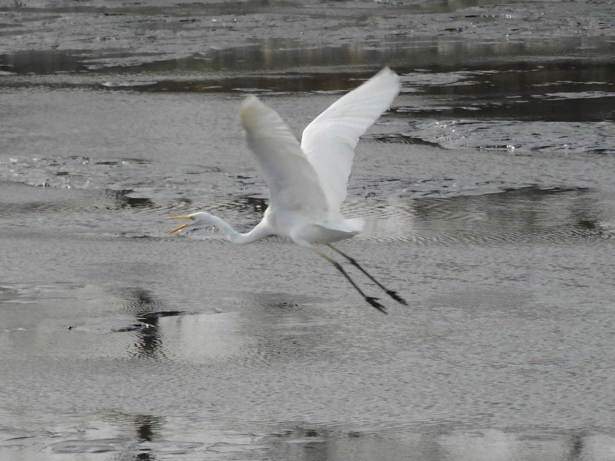 Great Egret