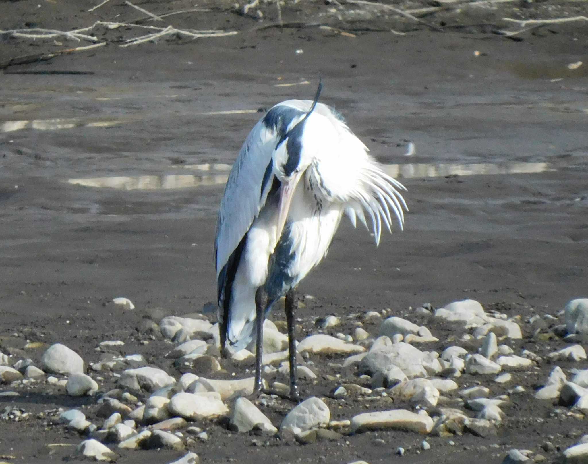 Grey Heron