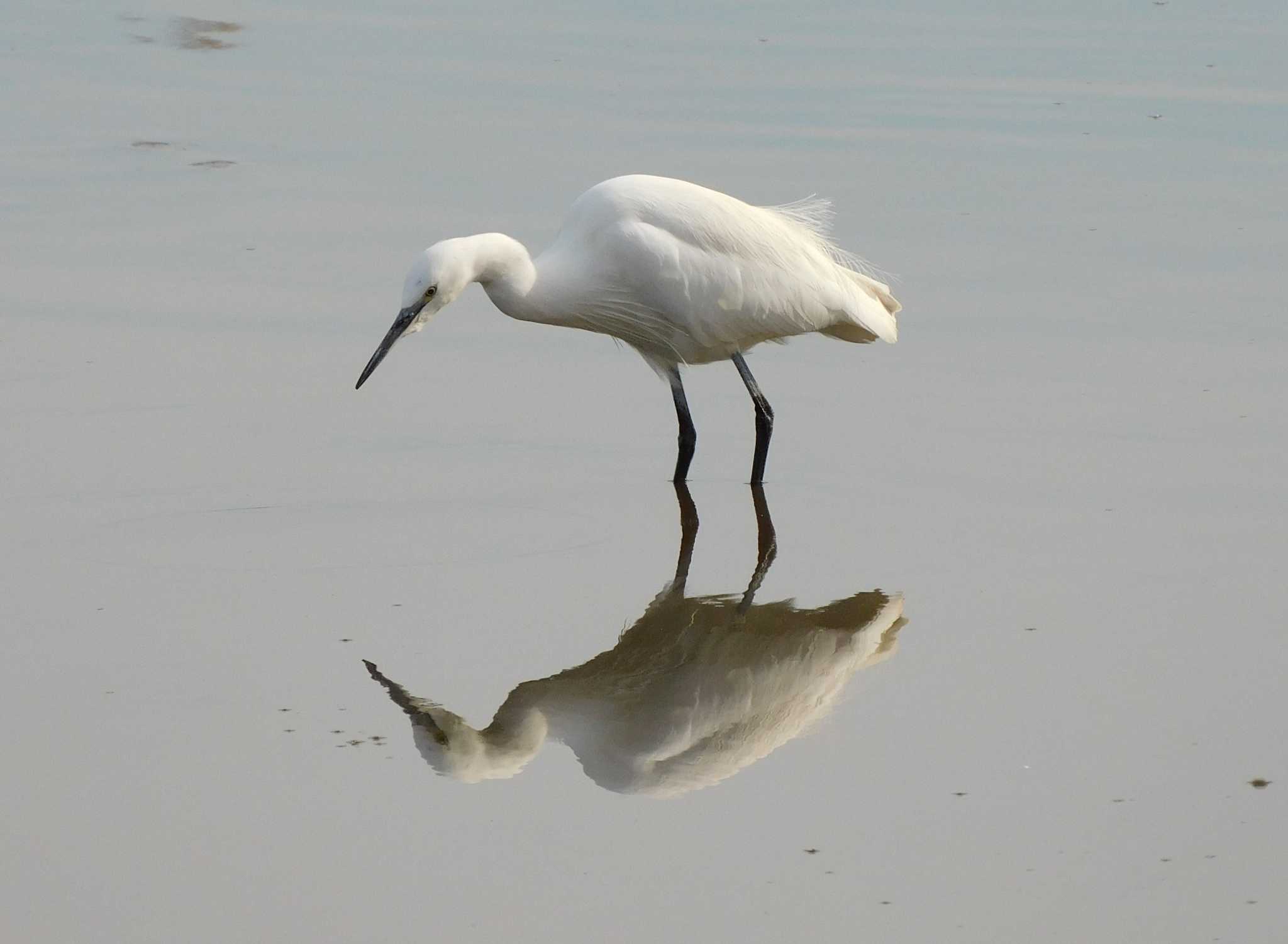 Little Egret