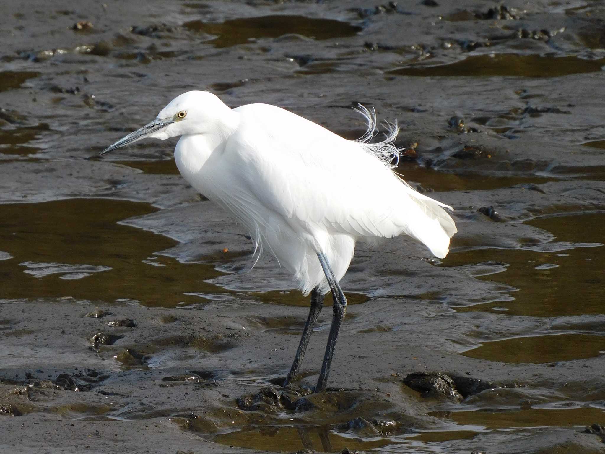 Little Egret