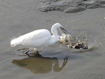 コサギ 大沼親水公園 2021年2月10日(水)