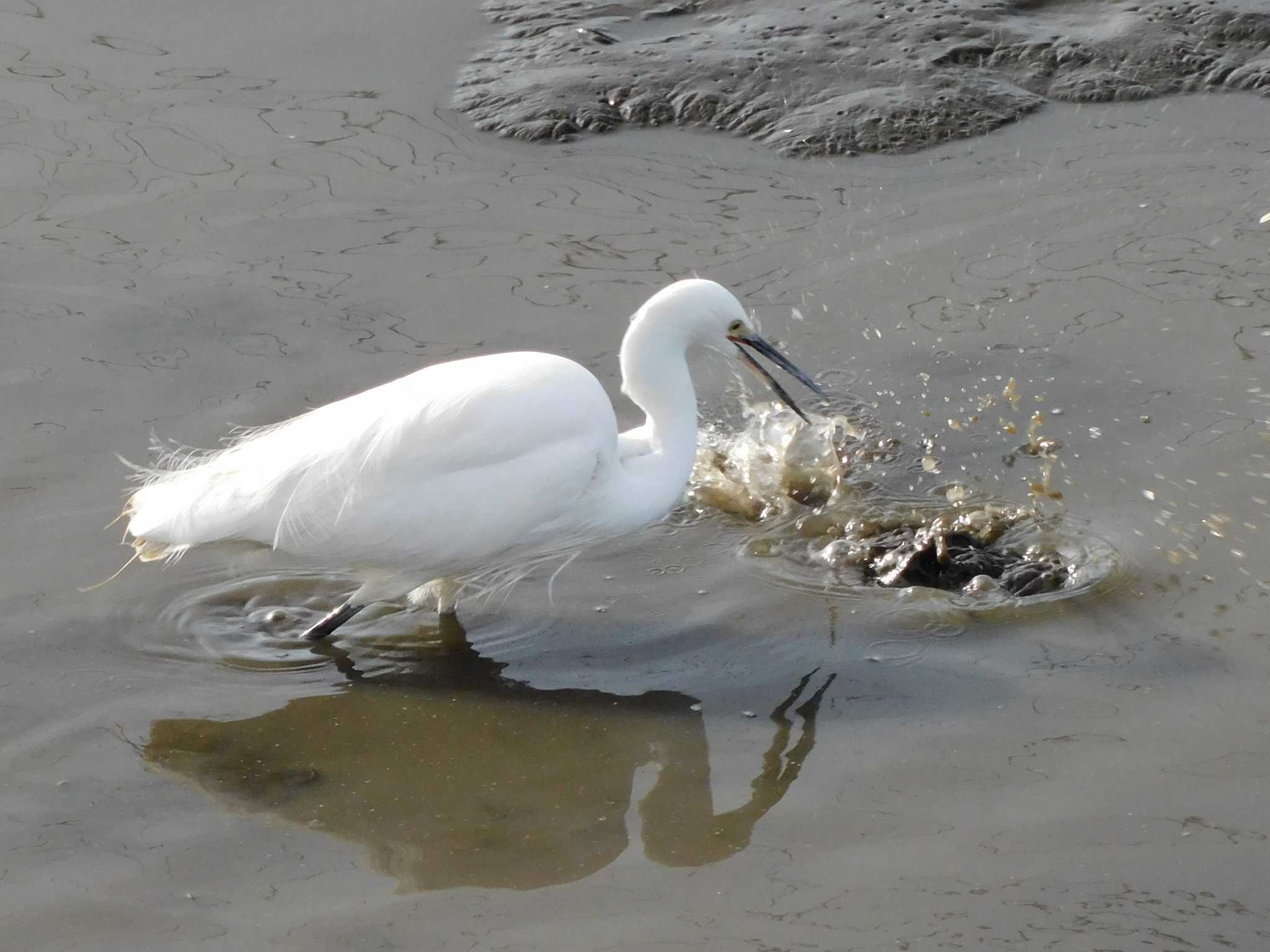 Little Egret