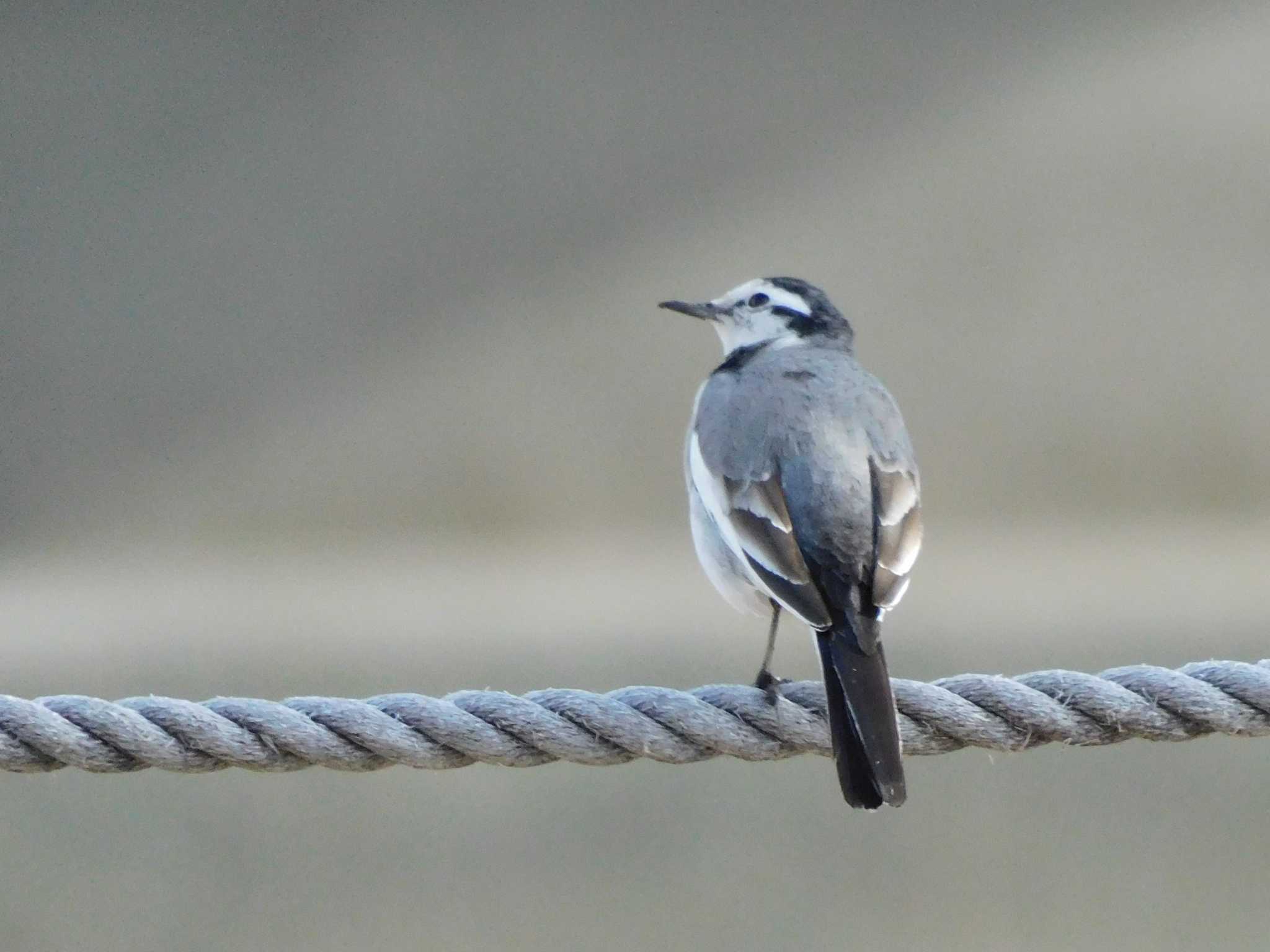 White Wagtail