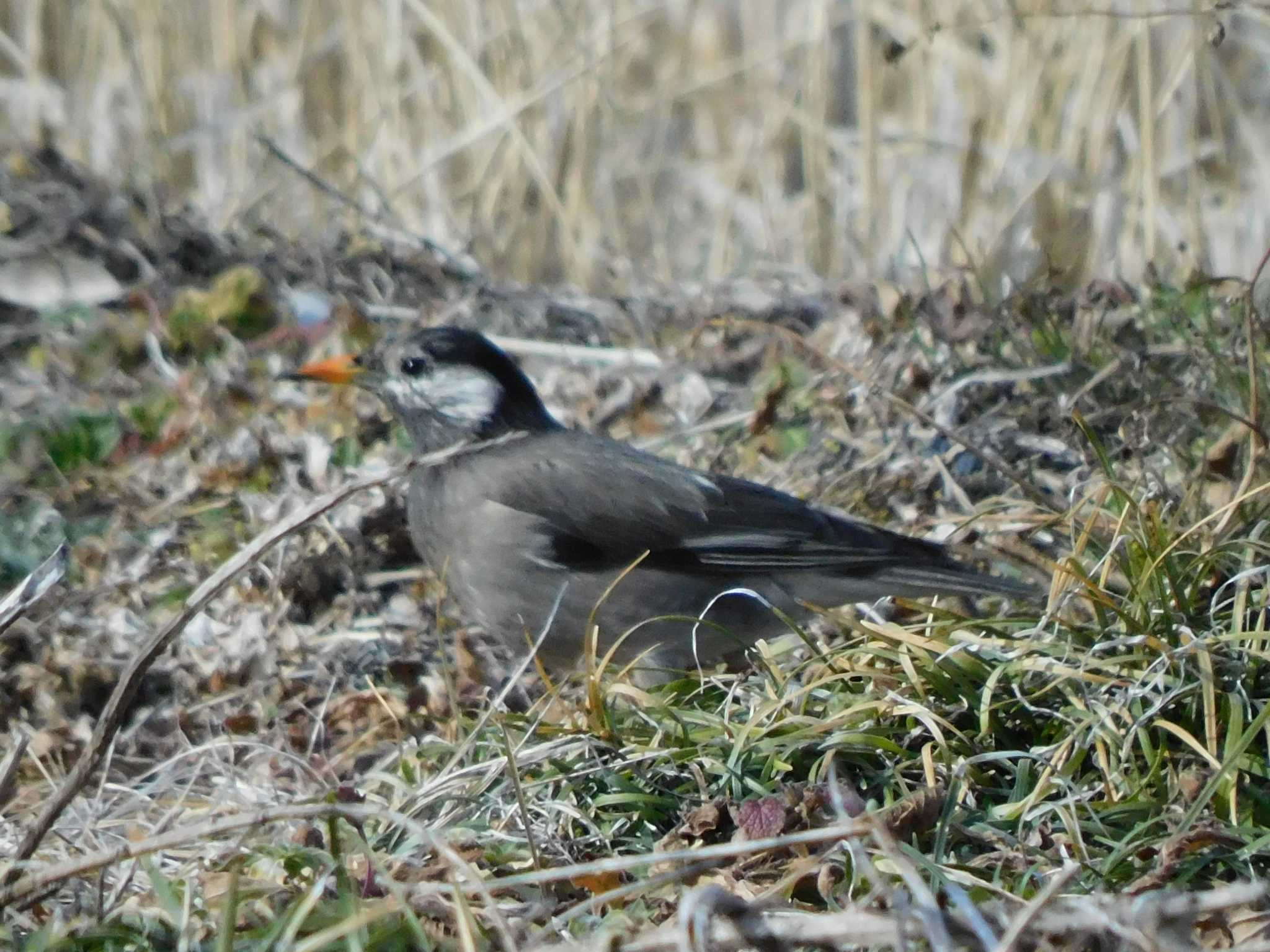 White-cheeked Starling