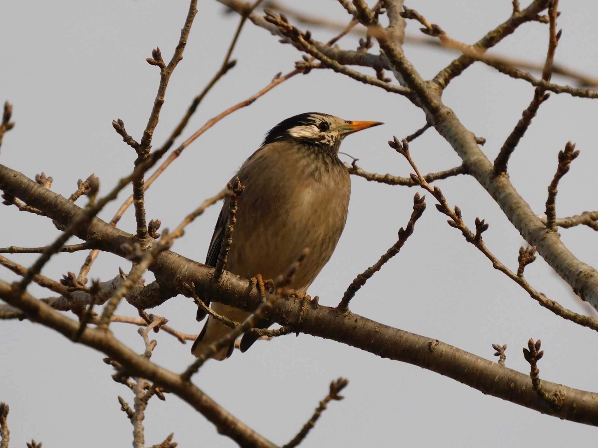 White-cheeked Starling