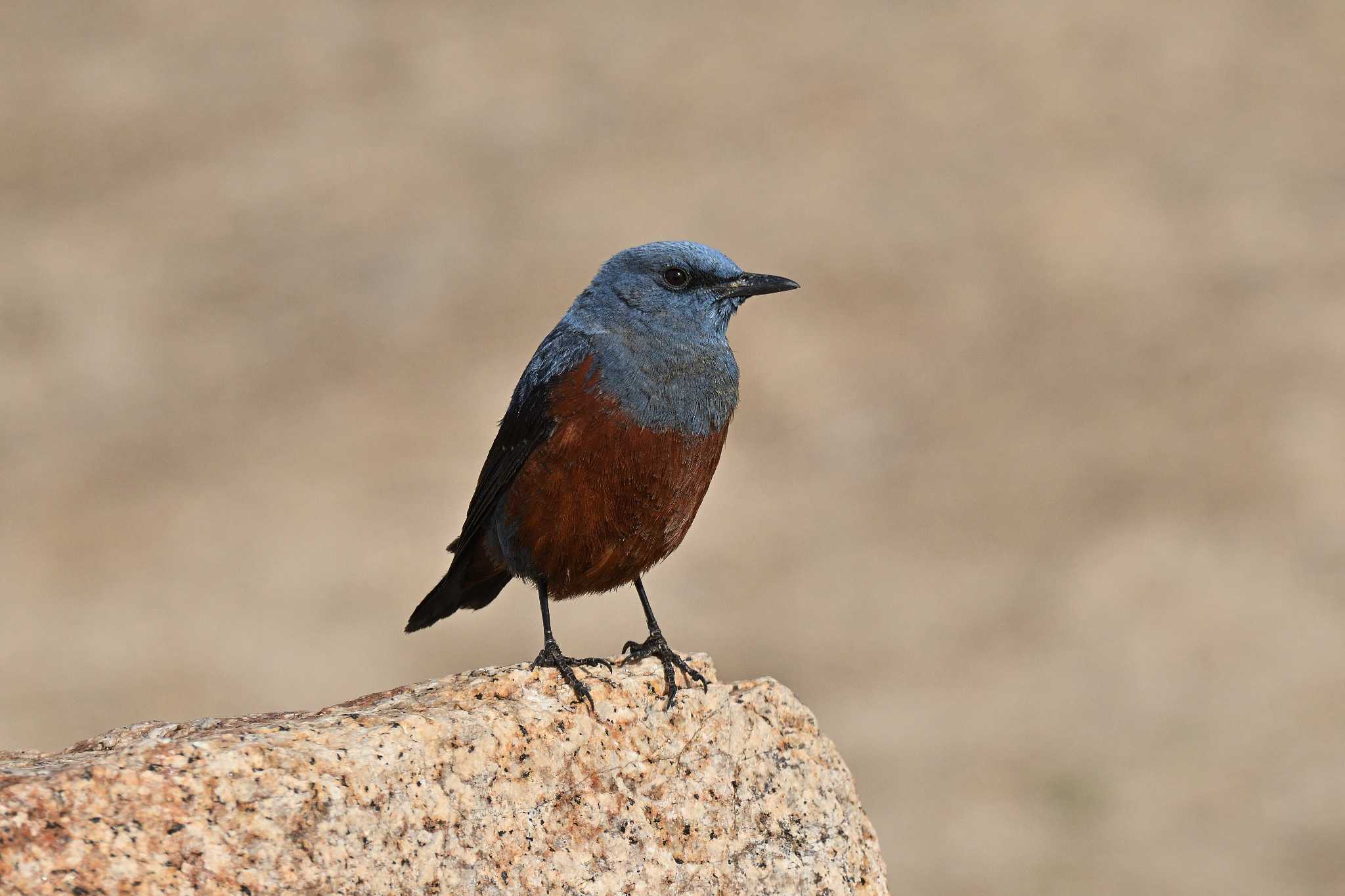 Blue Rock Thrush