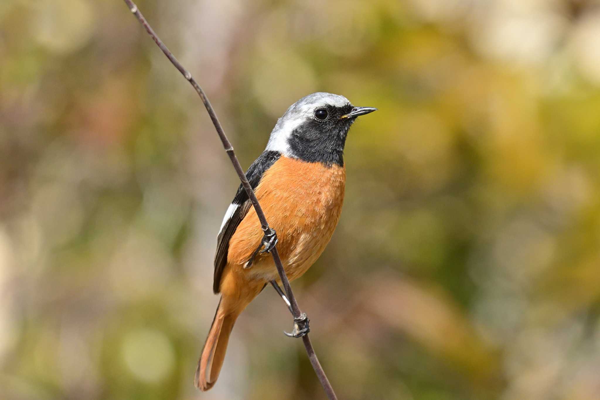 Daurian Redstart