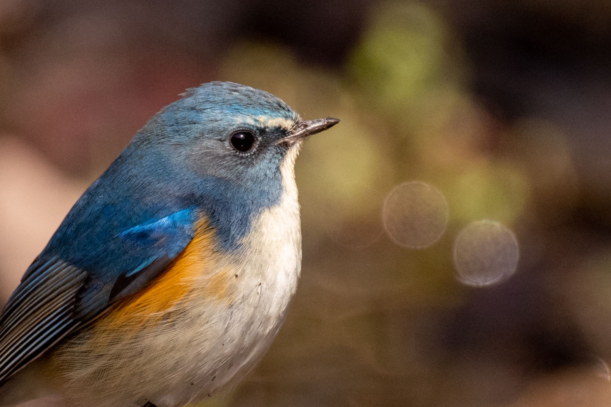 Red-flanked Bluetail