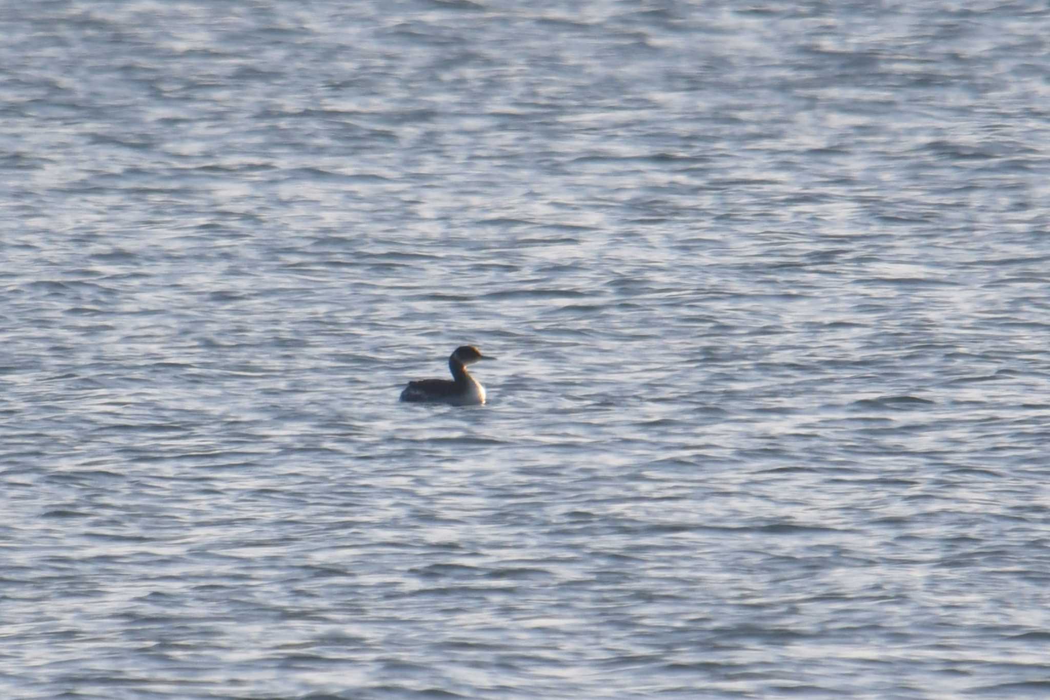 Photo of Red-necked Grebe at 習志野親水護岸 by あひる