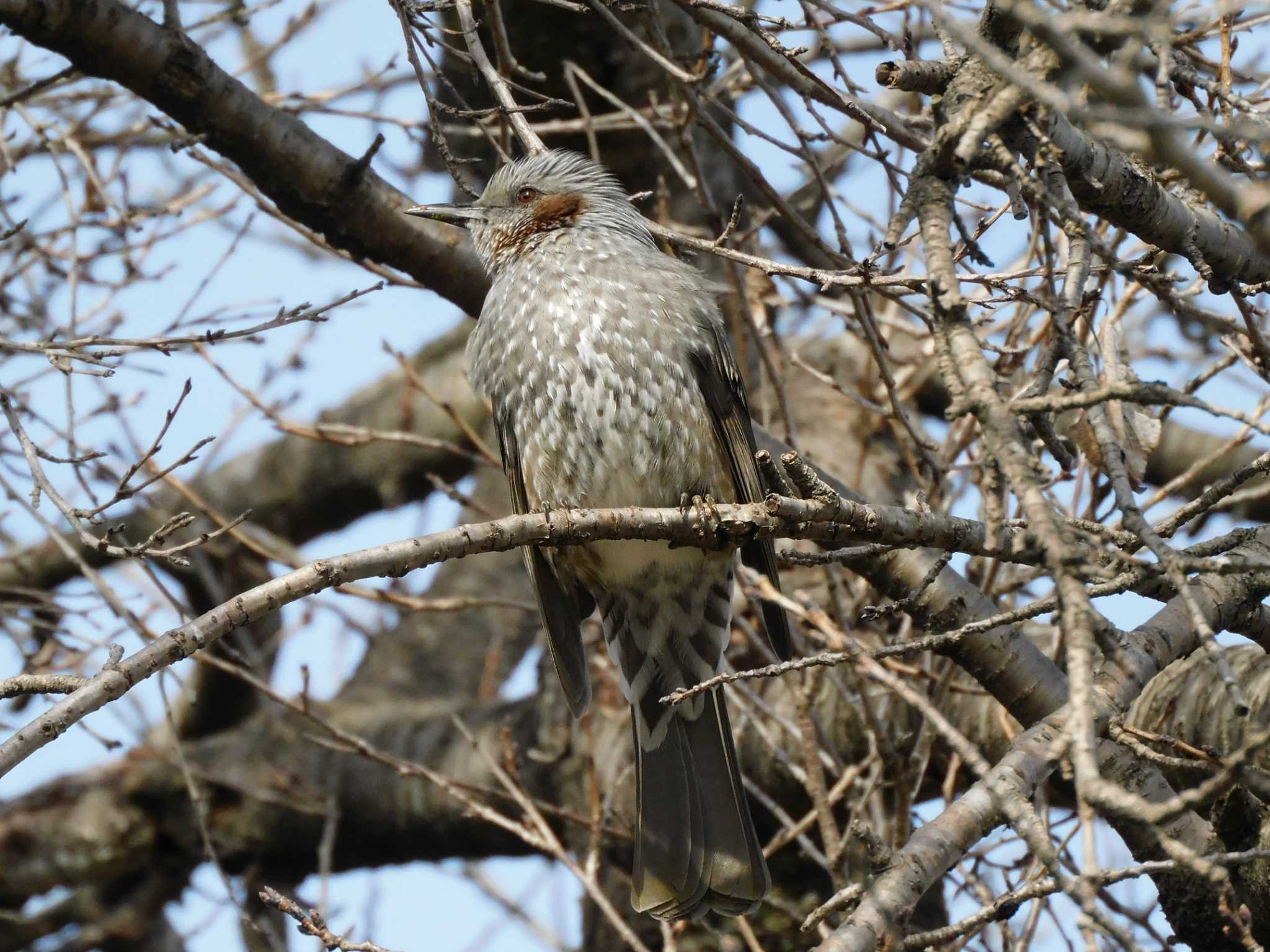 Brown-eared Bulbul