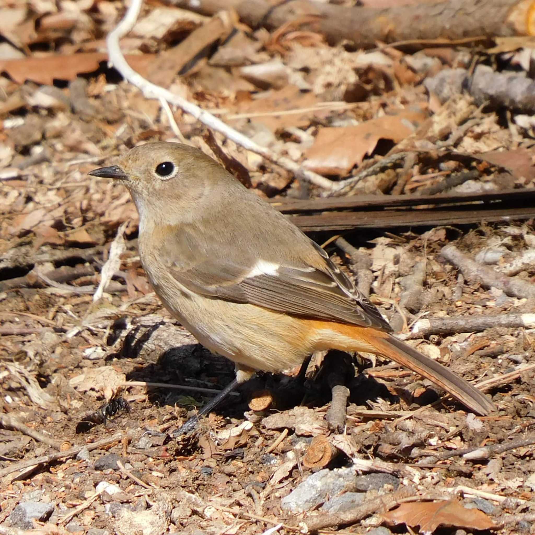 Daurian Redstart