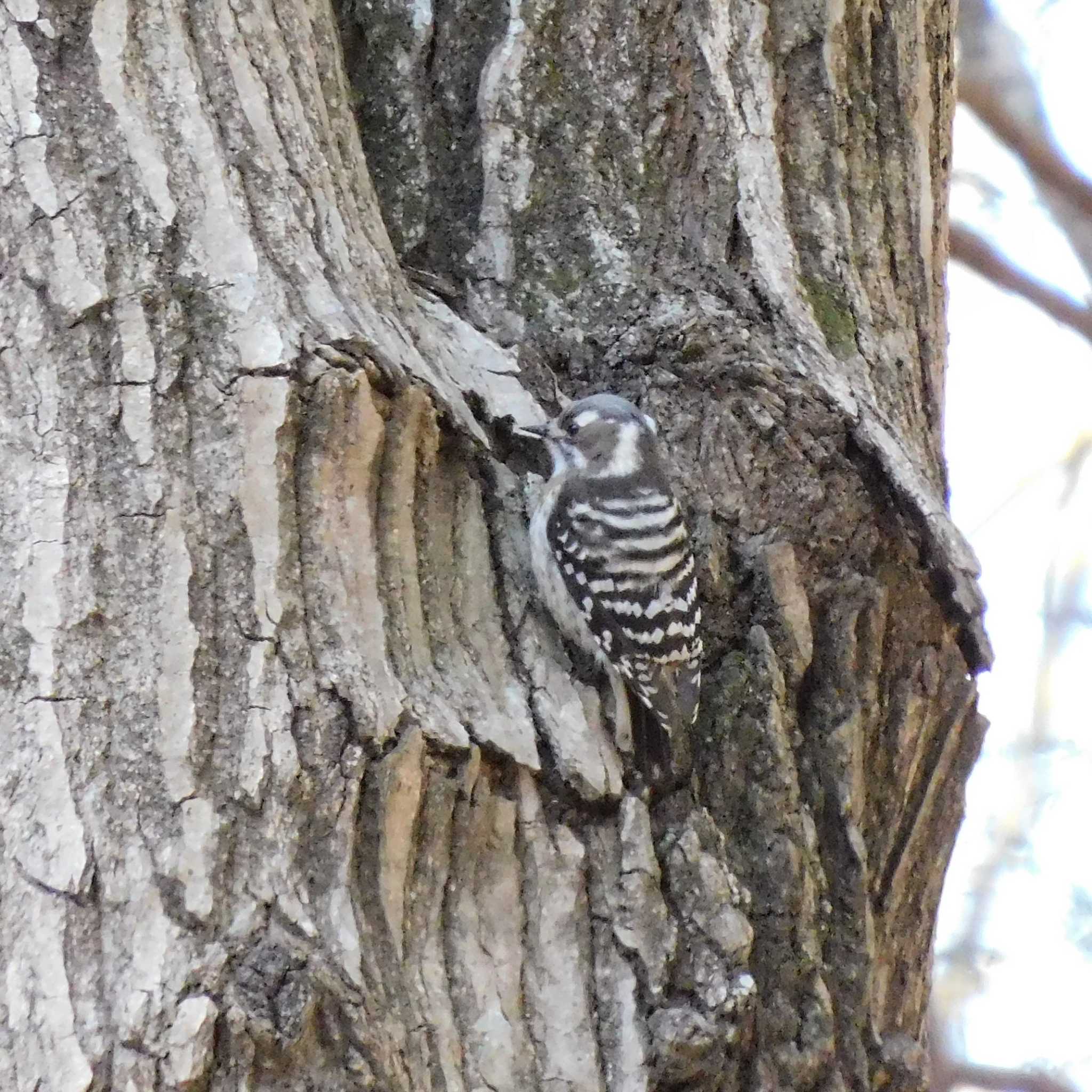 Japanese Pygmy Woodpecker