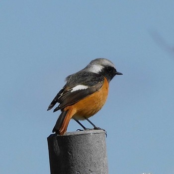 2021年2月27日(土) 井頭公園の野鳥観察記録