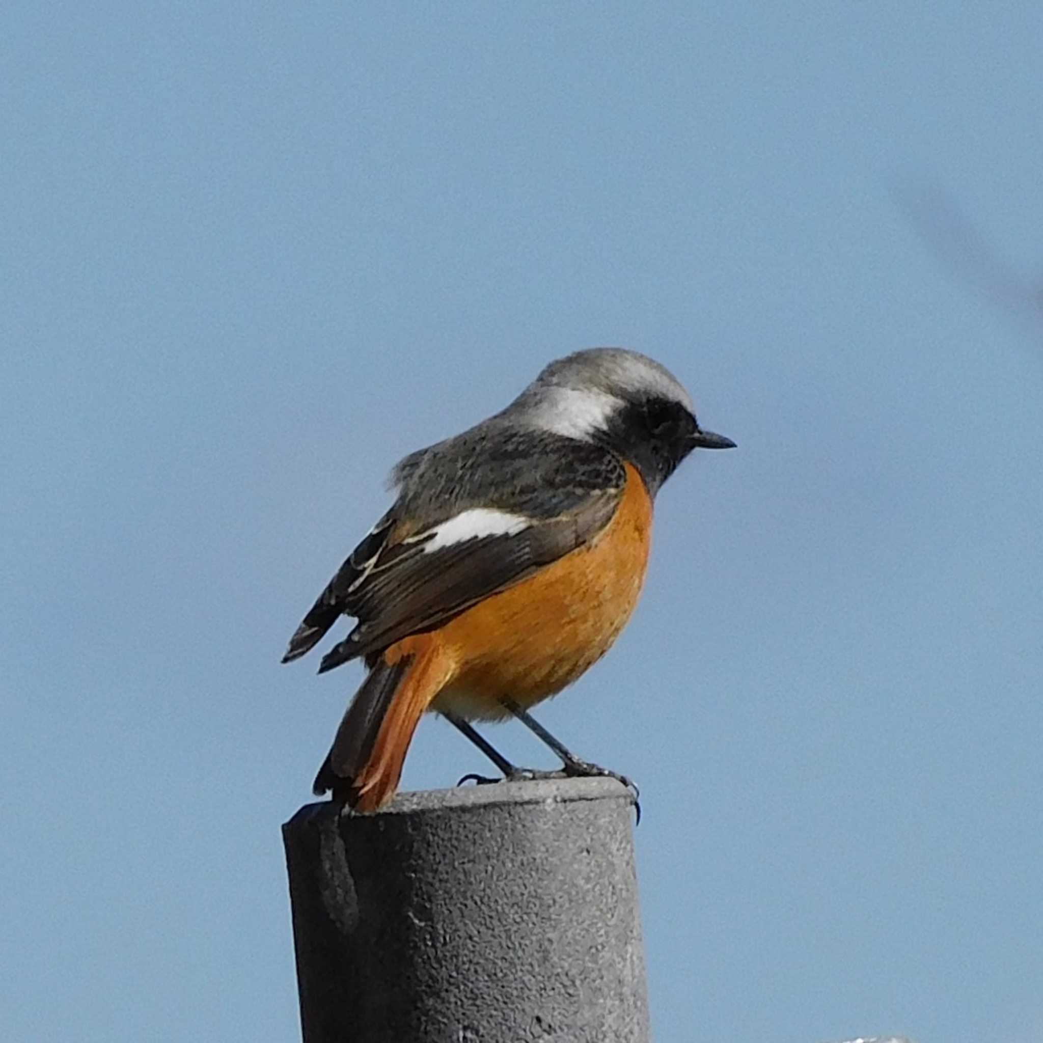 Daurian Redstart