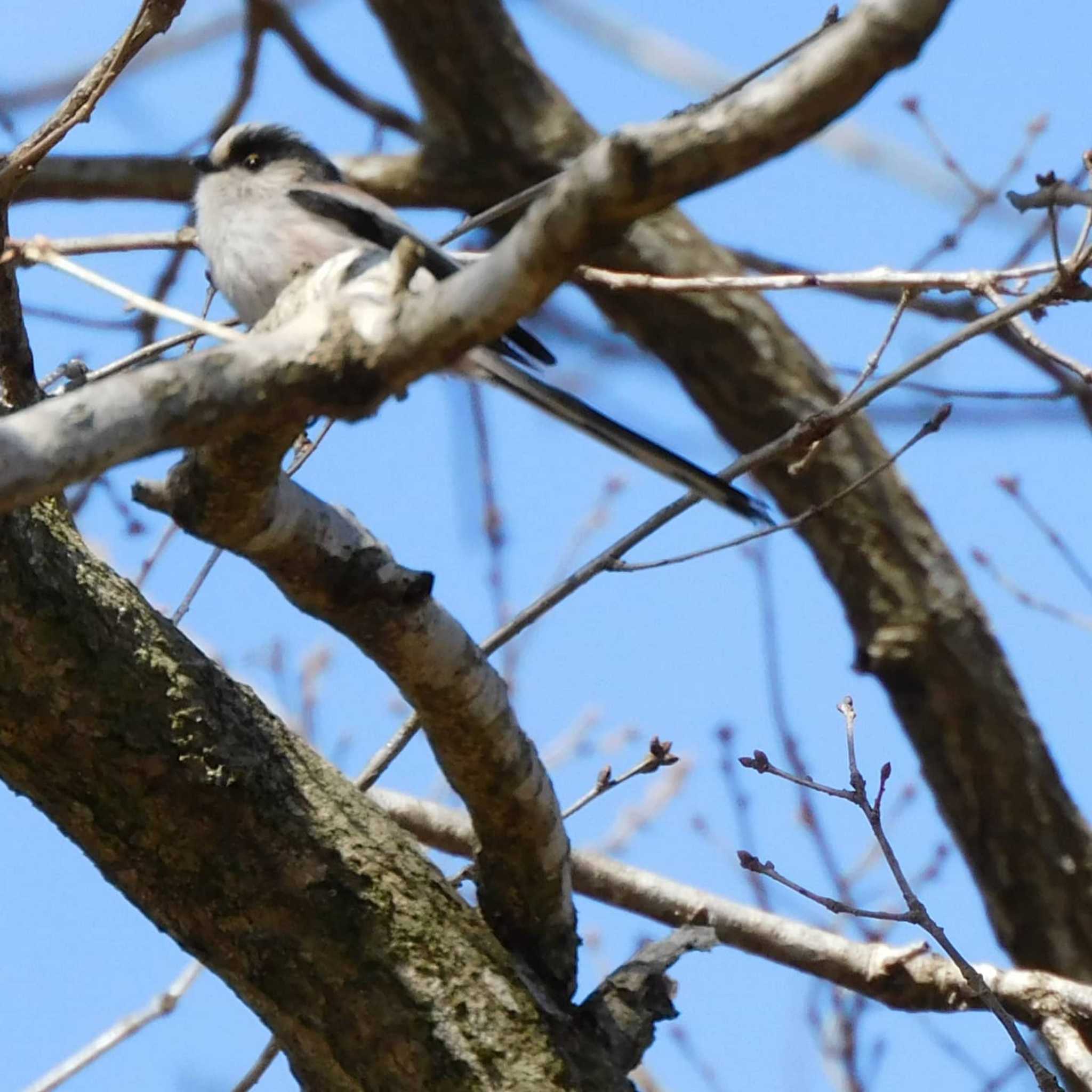 Long-tailed Tit