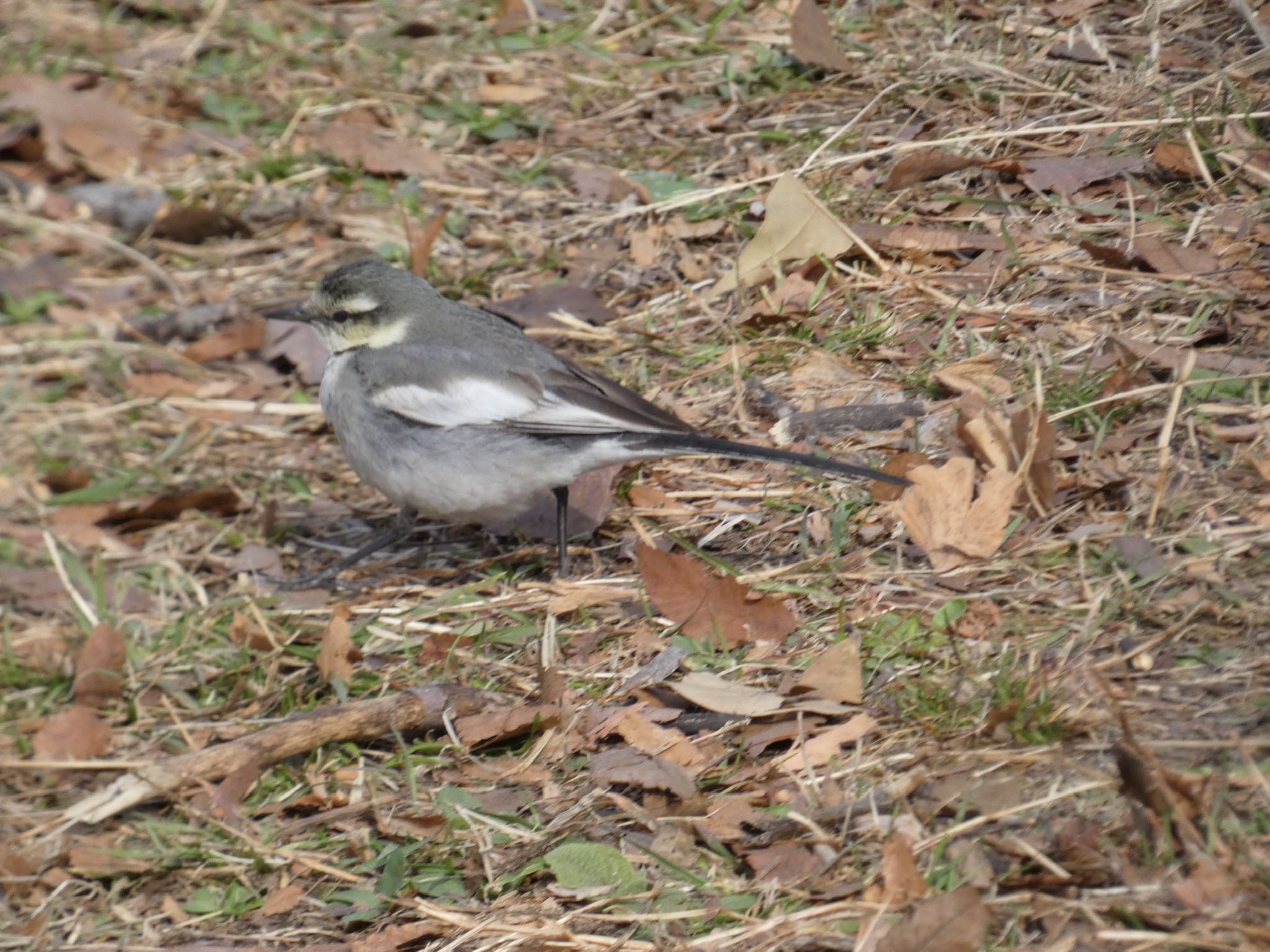 White Wagtail