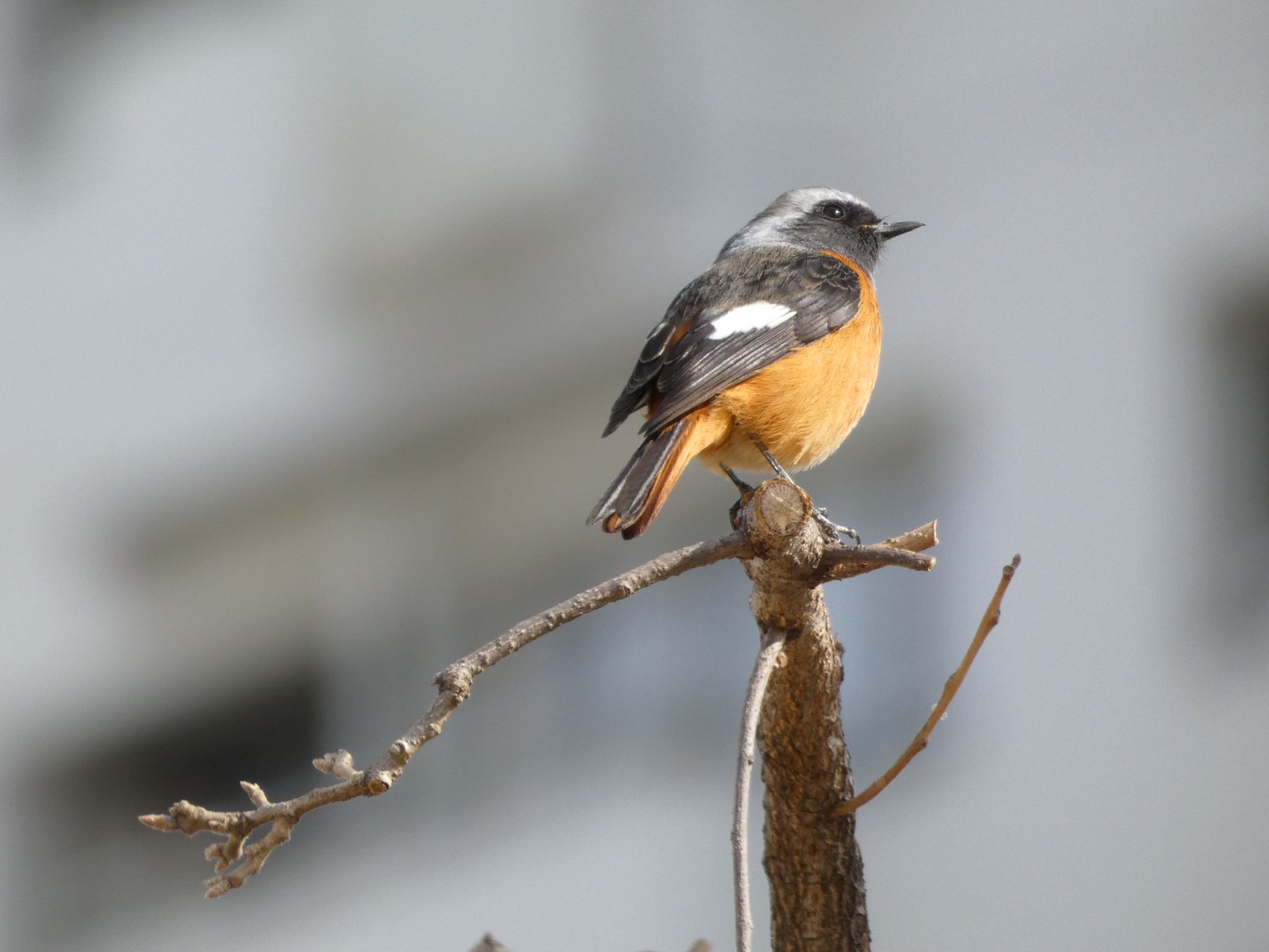 Daurian Redstart