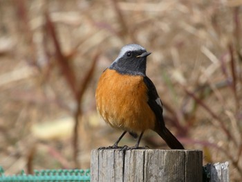 2021年2月27日(土) さいわい緑道(川崎市)の野鳥観察記録